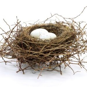 Bird’s Nest